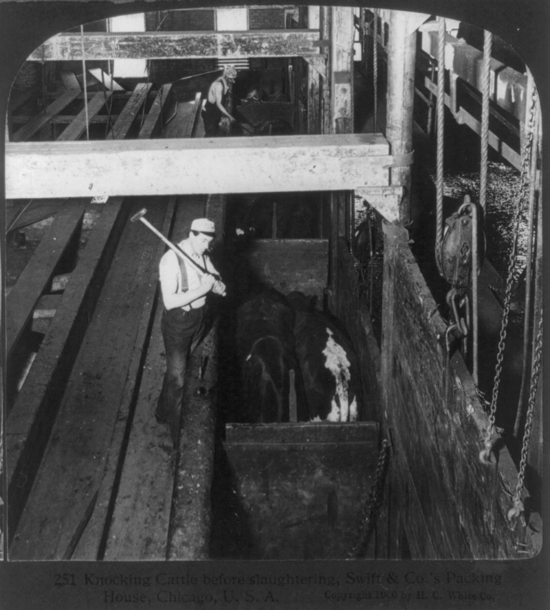 Illustration for article titled Utterly Disturbing, Century-Old Photos of Meat-Packing Facilities
